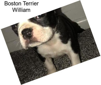 Boston Terrier William