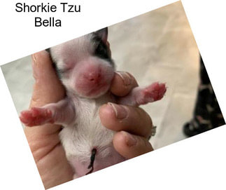 Shorkie Tzu Bella