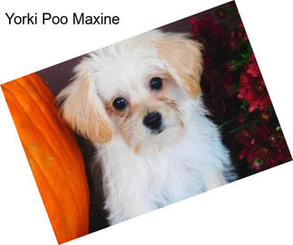 Yorki Poo Maxine