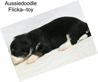 Aussiedoodle Flicka--toy