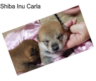 Shiba Inu Carla