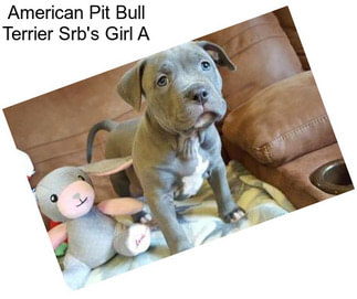 American Pit Bull Terrier Srb\'s Girl A