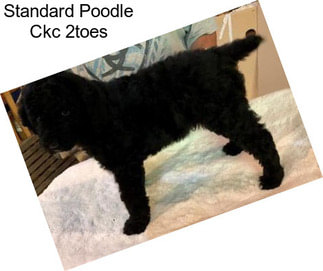 Standard Poodle Ckc 2toes