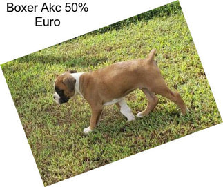 Boxer Akc 50% Euro