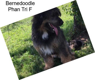 Bernedoodle Phan Tri F