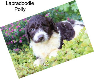 Labradoodle Polly