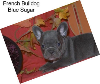 French Bulldog Blue Sugar