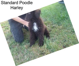 Standard Poodle Harley