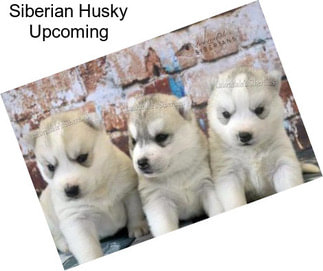 Siberian Husky Upcoming