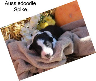 Aussiedoodle Spike