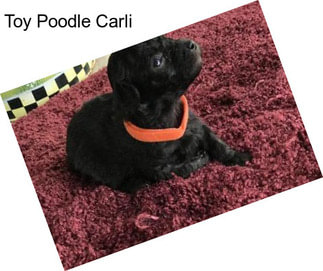 Toy Poodle Carli
