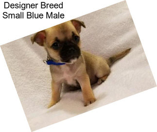 Designer Breed Small Blue Male