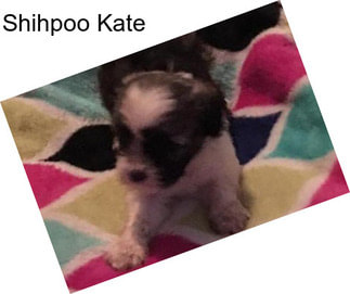 Shihpoo Kate