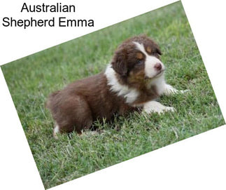 Australian Shepherd Emma