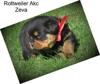 Rottweiler Akc Zeva