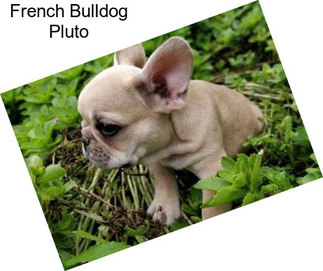 French Bulldog Pluto
