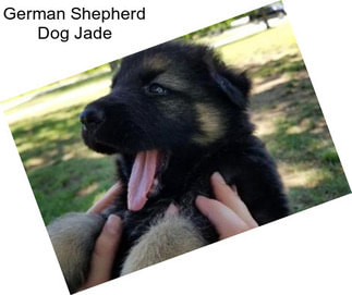 German Shepherd Dog Jade