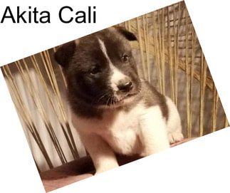 Akita Cali