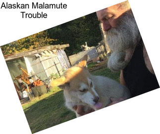 Alaskan Malamute Trouble