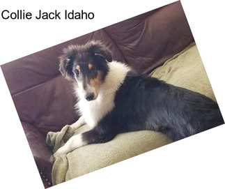 Collie Jack Idaho