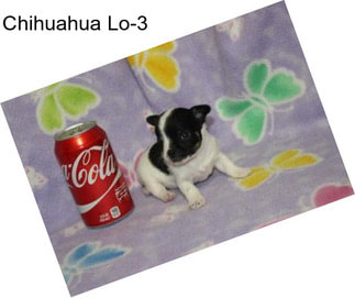 Chihuahua Lo-3