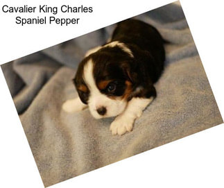 Cavalier King Charles Spaniel Pepper
