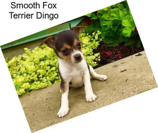 Smooth Fox Terrier Dingo