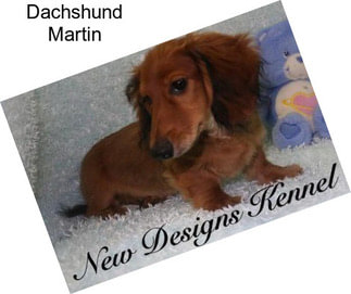 Dachshund Martin