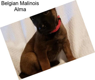 Belgian Malinois Alma