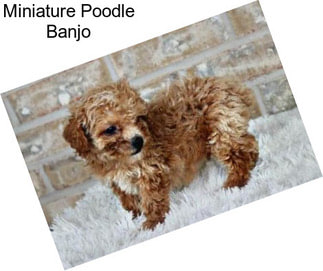 Miniature Poodle Banjo