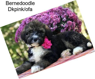 Bernedoodle Dkpink/ofa