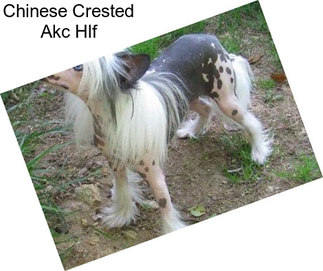 Chinese Crested Akc Hlf