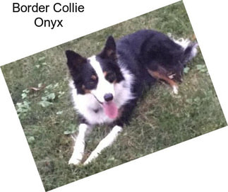 Border Collie Onyx