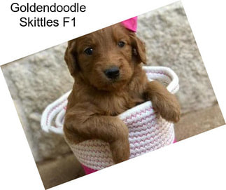 Goldendoodle Skittles F1