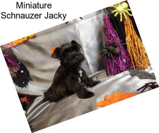 Miniature Schnauzer Jacky