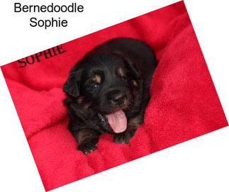 Bernedoodle Sophie