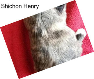 Shichon Henry