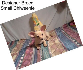 Designer Breed Small Chiweenie