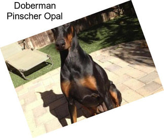 Doberman Pinscher Opal