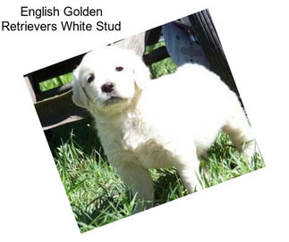 English Golden Retrievers White Stud