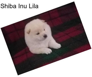 Shiba Inu Lila