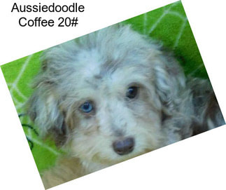 Aussiedoodle Coffee 20#