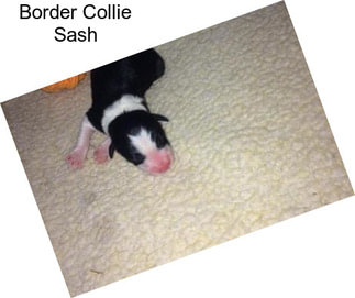 Border Collie Sash