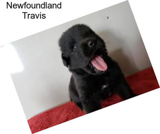 Newfoundland Travis