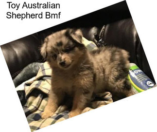 Toy Australian Shepherd Bmf