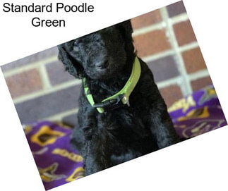 Standard Poodle Green