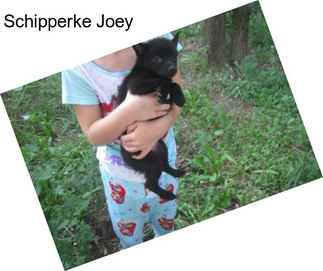 Schipperke Joey