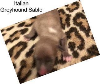 Italian Greyhound Sable