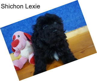 Shichon Lexie