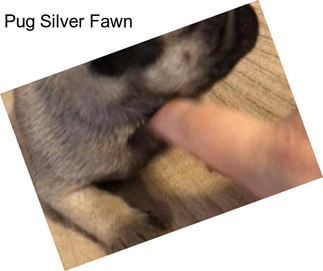 Pug Silver Fawn